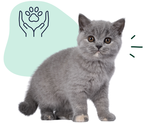 Cat Hereditary Conditions A British shorthair kitten indicates it's best to get pet insurance when your cat is young.