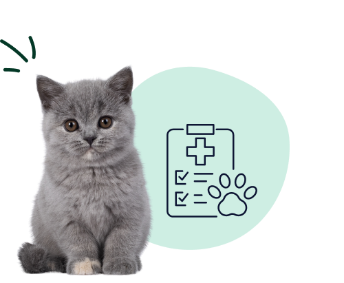 Kitten Insurance Quotes A British shorthair kitten sits indicating younger pets cost less to insure.