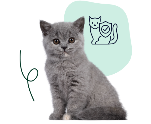 Pre-Existing Conditions Coverage A young British shorthair sits with a shield doodle, indicating coverage before pre-existing conditions arise.