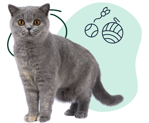 Pet Insurance Peace Of Mind A young British shorthair looks curiously at doodles of toys indicating its playful nature.