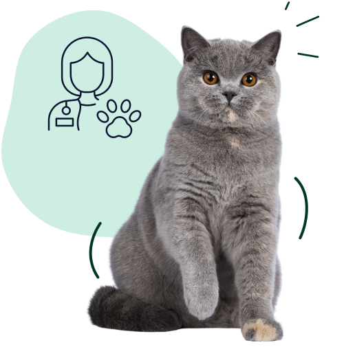 Emergency Vet Insurance A young adult British shorthair sits next to a vet indicating coverage for emergency vet visits.