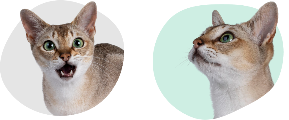 Brown short-haired cats Two light brown short-haired cats with green eyes look into the distance.