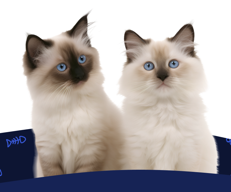 Two brown and cream ragdoll kittens sit side-by-side under the text, 'Get a Free Quote!'
