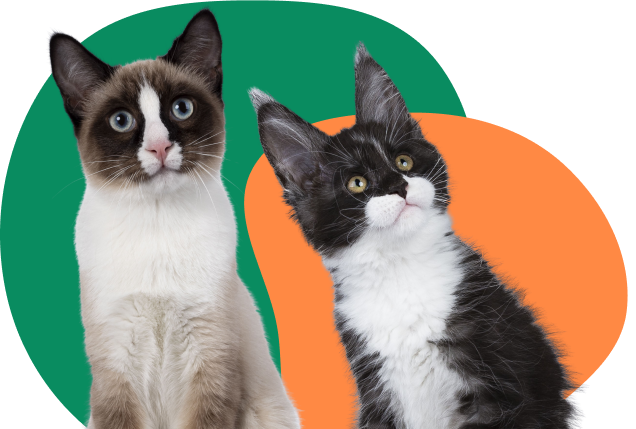 Two cats look up curiously into the distance against a green and orange background.