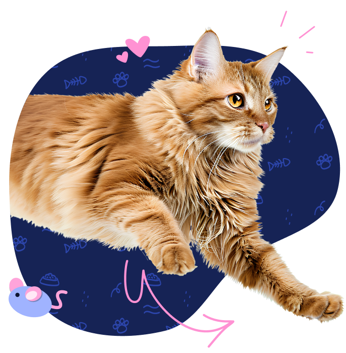 A long-haired chestnut-colored cat leaps out from a hand-drawn portal.