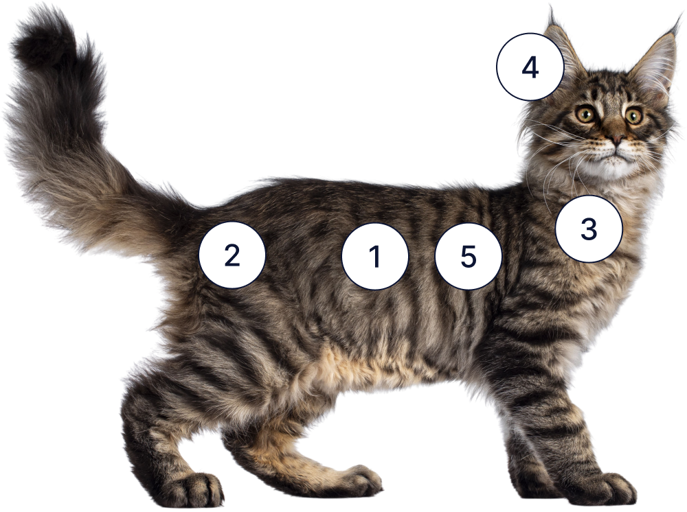 Top Reasons Cats Visit Vets A young maine coon with numbers 1, 2,3,4, and 5 scattered across its body.