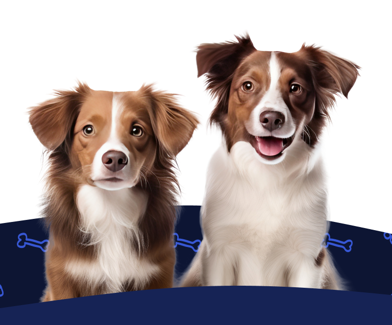 Two brown and white dogs sit side-by-side under the text, 'Get a Free Quote!'