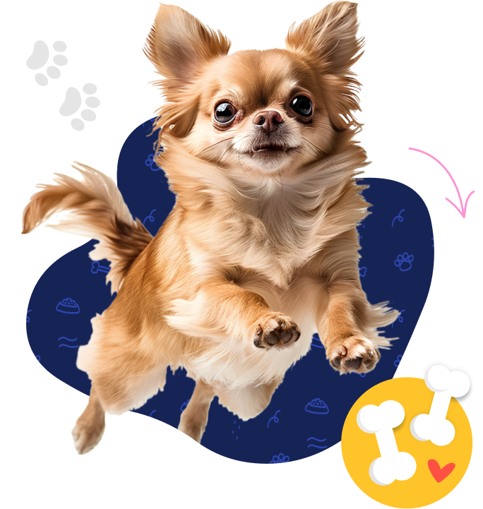 A golden long-haired chihuahua leaping surrounded by colorful doodles.