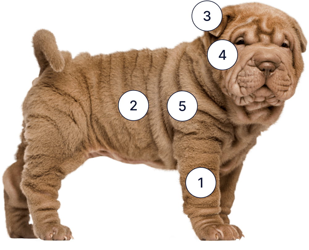 A small wrinkly dog with numbers 1, 2,3,4, and 5 scattered across its body.