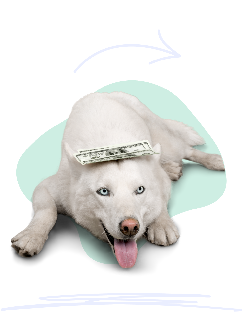 A large white dog lays down looking happy with a small stack of $100 bills stacked on its head.