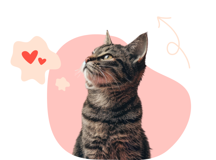 Tabby And Pet Insurance Quotes Branding A brown tabby with golden eyes looks into the distance surrounded by doodles.