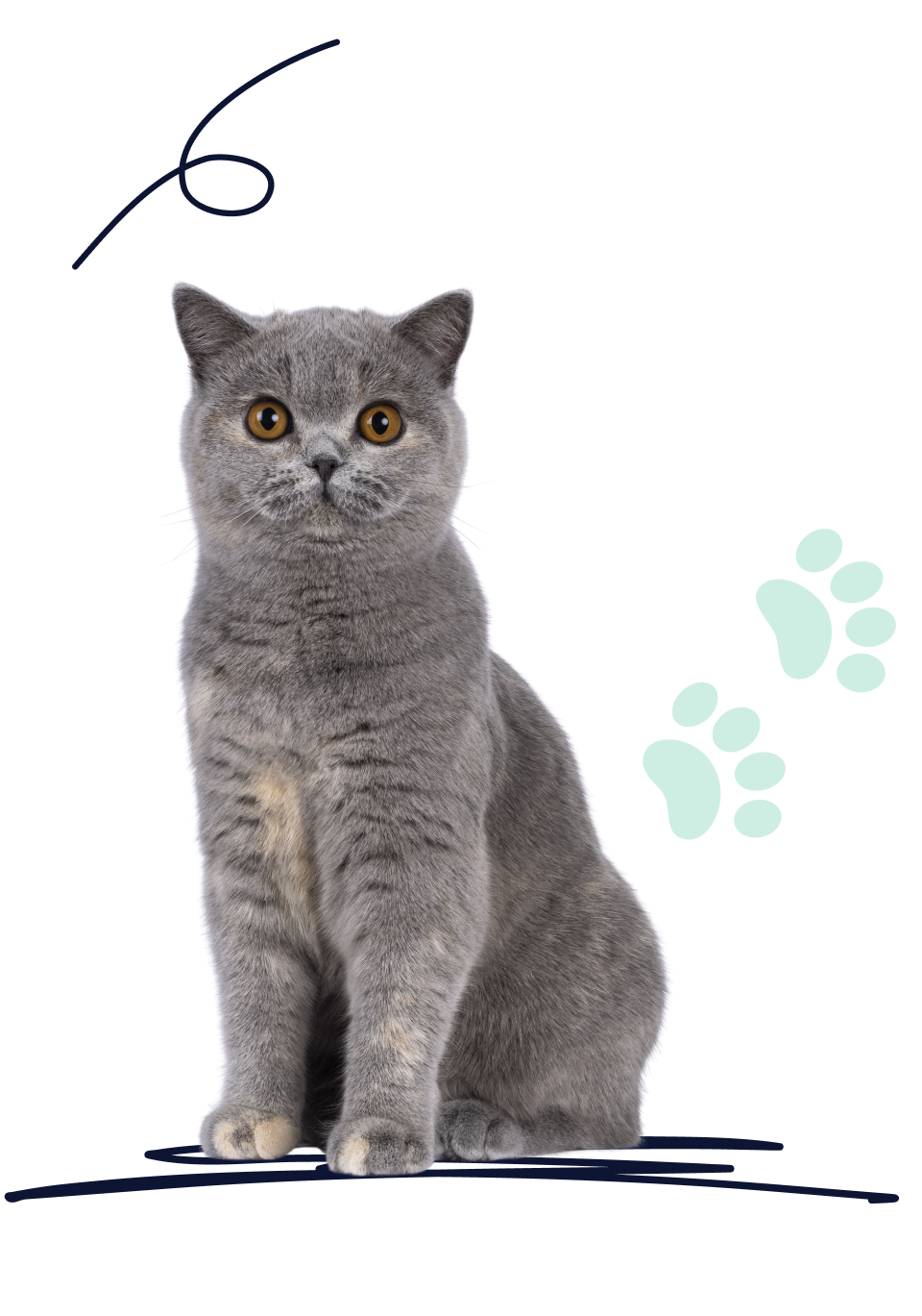 British shorthair cat insurance A British shorthair looks ahead with perked ears.