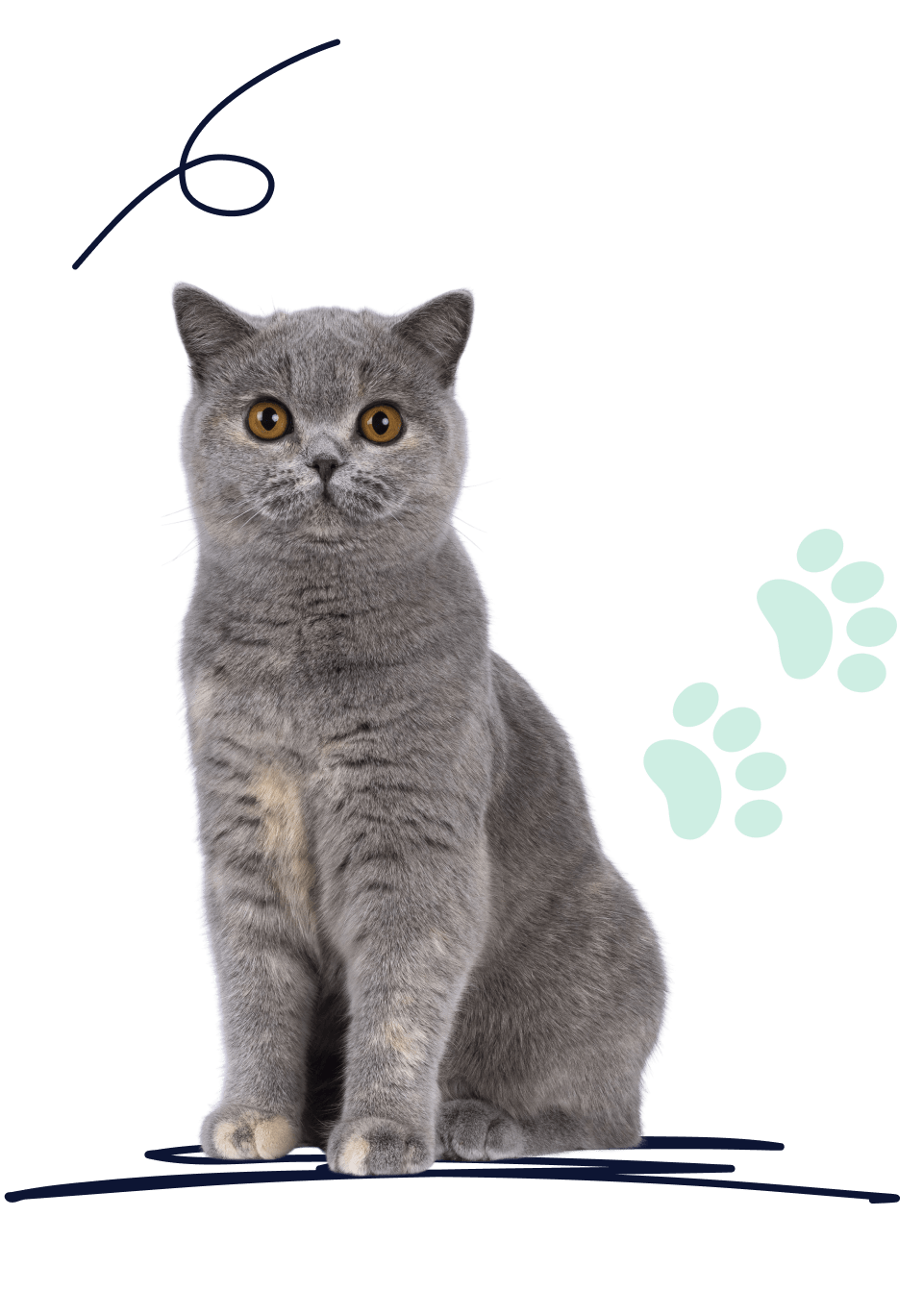 A British shorthair looks ahead with perked ears.